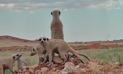 Meerkats and Market Behaviour - Thoughts on October's stock market fall